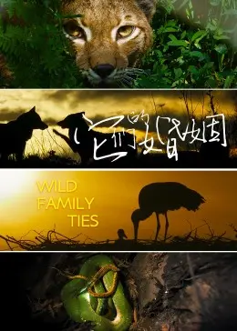 《它们的婚姻》：撕开爱情的糖衣，直面婚姻的残酷真相！深度解读与情感共鸣