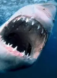 《海洋捕食者》：潜入深邃蔚蓝，揭秘地球最凶猛猎手的不为人知的生存法则与震撼瞬间